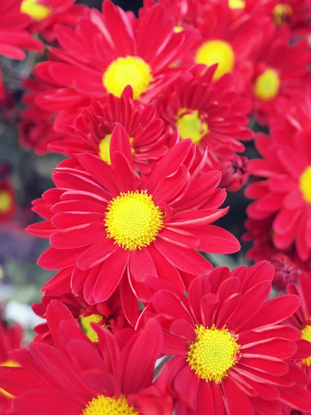 stock image Chrysanthemum