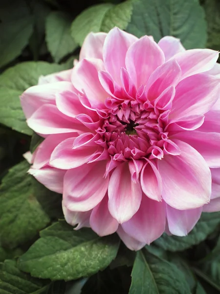 stock image Closeup of a blooming pink chrysanthemum