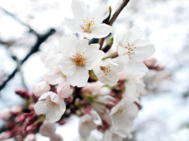 Sakura çiçekleri