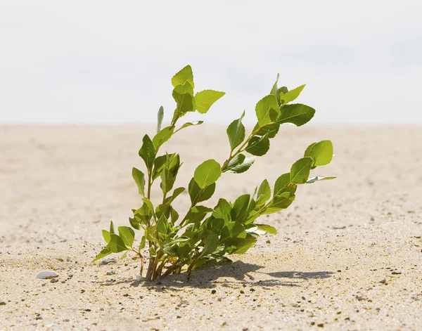 stock image Green plant growing trough sand of the desert