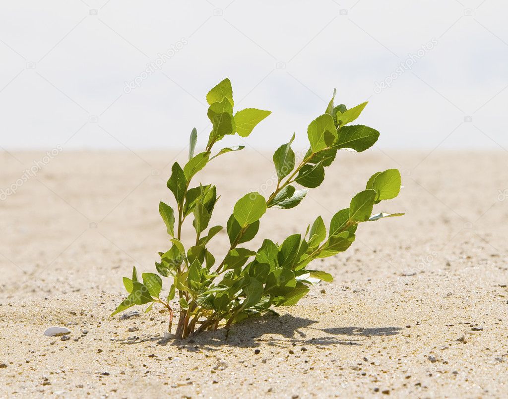 Green plant growing trough sand of the desert — Stock Photo © Kurganov