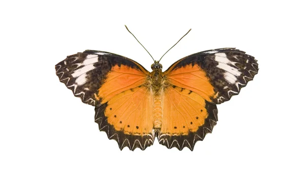Turuncu kelebek üzerinde beyaz izole — Stok fotoğraf