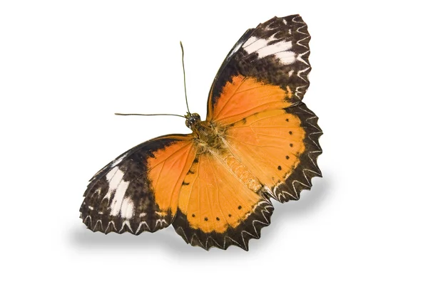 Pomarańczowy Motyl Białym Tle — Zdjęcie stockowe