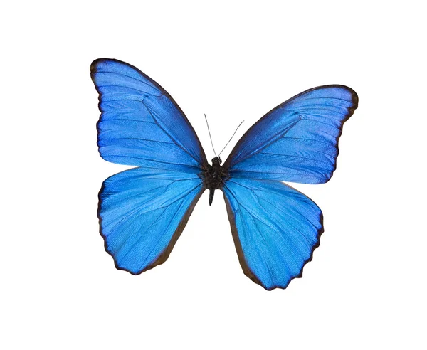 Μπλε πεταλούδα απομονωμένη σε λευκό — Φωτογραφία Αρχείου