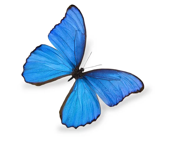 Mavi kelebek bembeyaz — Stok fotoğraf