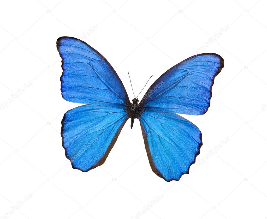 Blue butterfly isolated on white