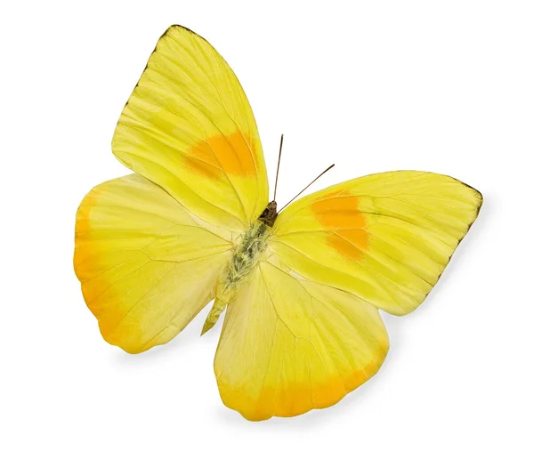 Gelber Schmetterling isoliert auf weißem Grund — Stockfoto