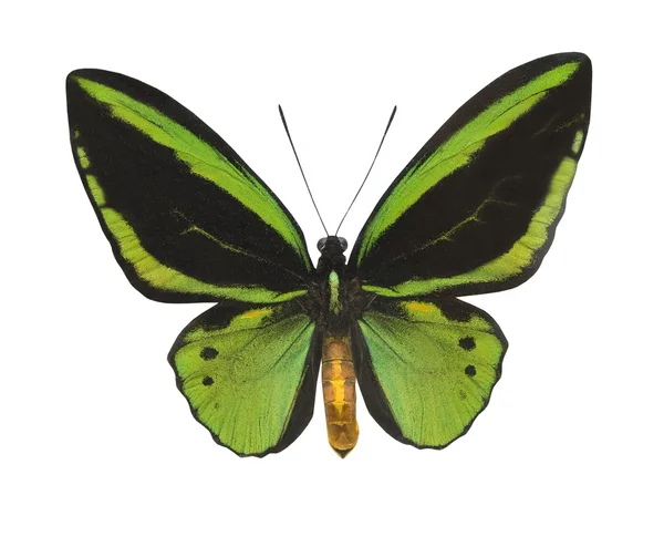 Zelený motýl izolovaný na bílém — Stock fotografie