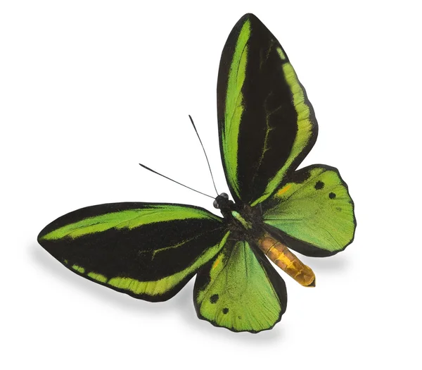 Green butterfly isolated on white — Stock Photo, Image