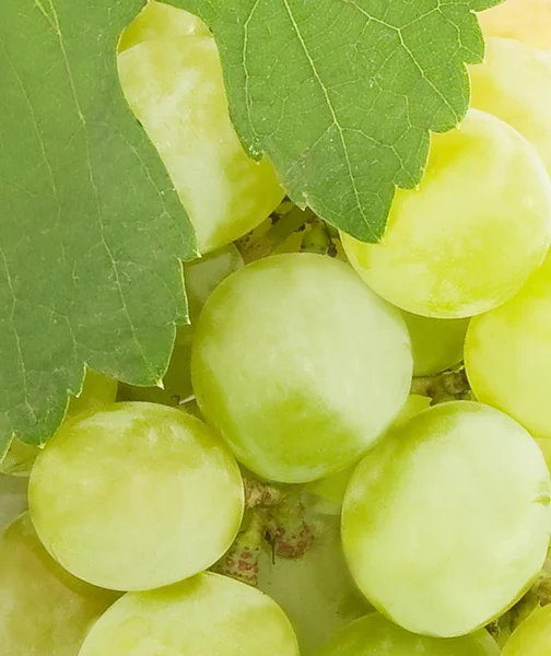 Grono dojrzałych winogron żółty na białym tle — Zdjęcie stockowe