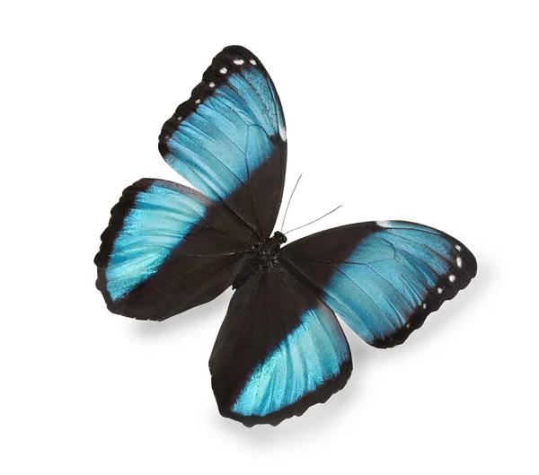 Niebieski motyl izolowany na białym — Zdjęcie stockowe