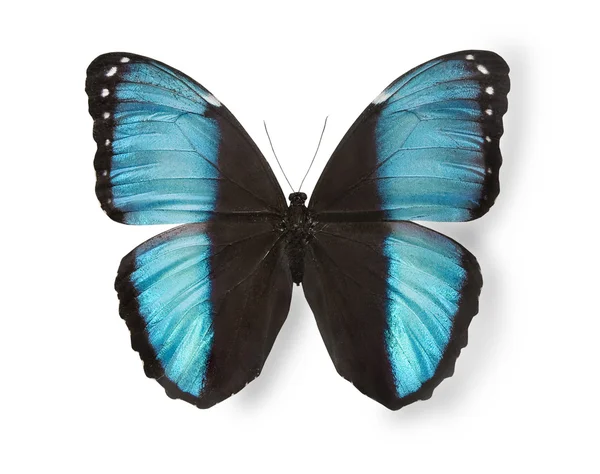 Modrý motýl izolovaný na bílém — Stock fotografie