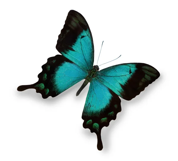 Синяя бабочка, изолированная на белом — стоковое фото