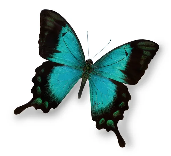 Papillon bleu isolé sur blanc — Photo