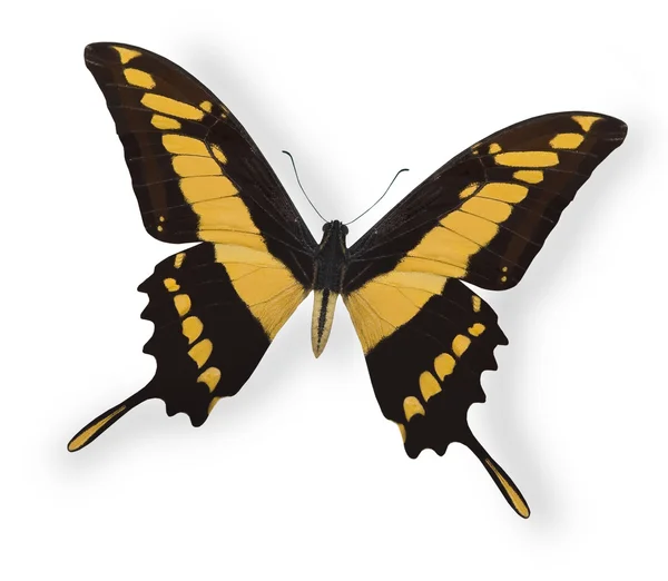 白で隔離される黄色の蝶 — ストック写真