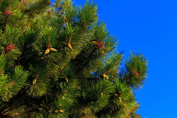 Větve stromu kožešin — Stock fotografie