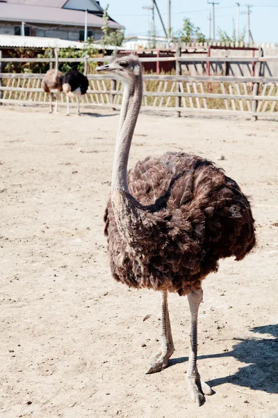 Женский страус — стоковое фото