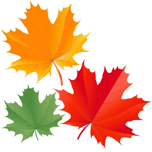 Kleurrijke esdoorn bladeren — Stockvector