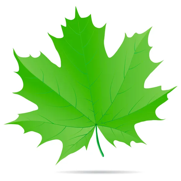 Green maple leaf — Stock Vector