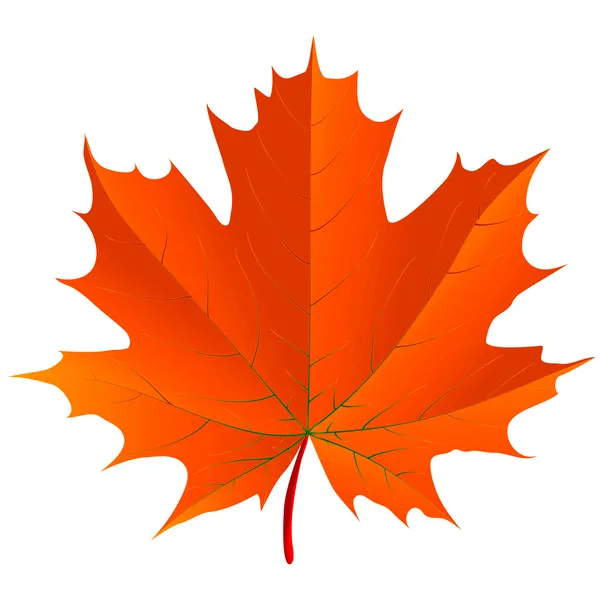Maple leaf — Stock Vector