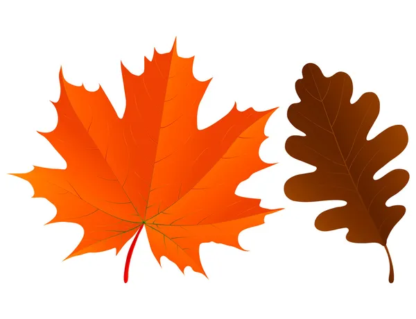 Autumn oak leaf — Stock Vector