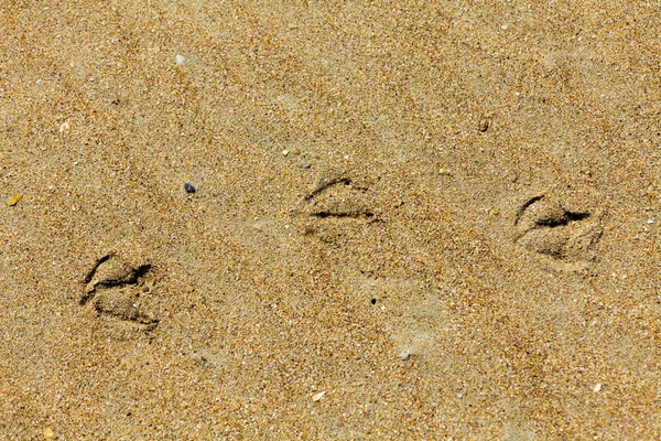 Αποτυπώματα στην άμμο της παραλίας — Φωτογραφία Αρχείου