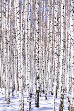 Winter birch forest clipart