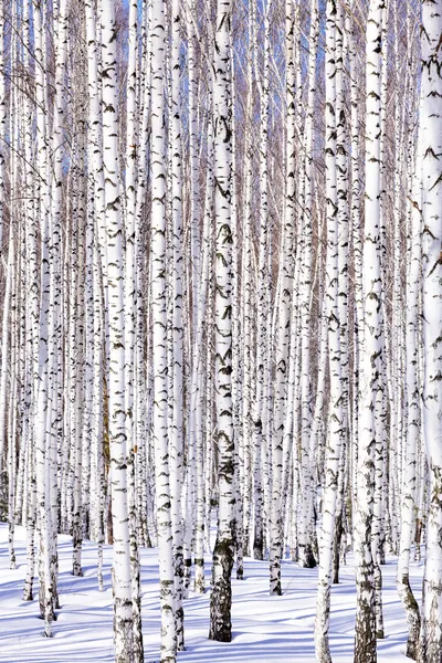 Kış huş ağacı orman — Stok fotoğraf