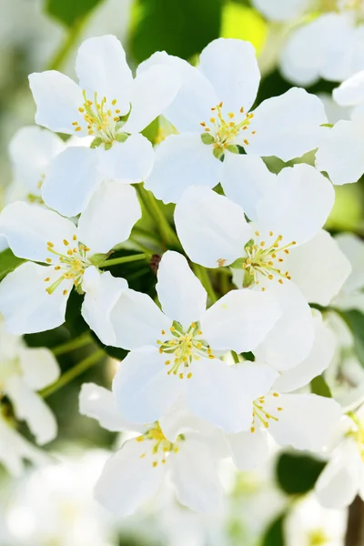 Flowers on the apple tree — Stock Photo, Image