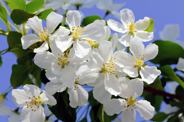 Omenapuu Kukkia Sininen Taivas Tausta — kuvapankkivalokuva