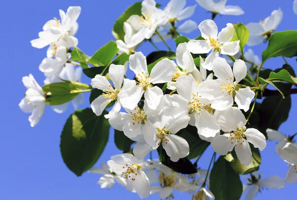 Omenapuu kukkia sininen taivas tausta — kuvapankkivalokuva