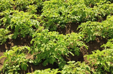 Potato field with young potato plants on sunny day clipart