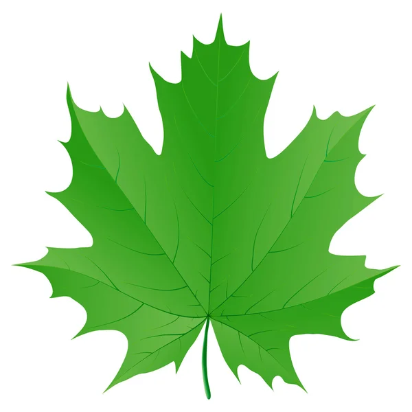 Green maple leaf isolated on white background — Stock Vector