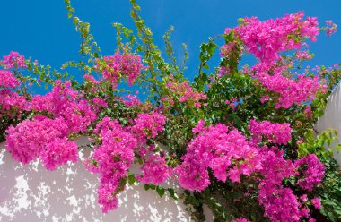 Beautiful pink flowers against the sky. clipart