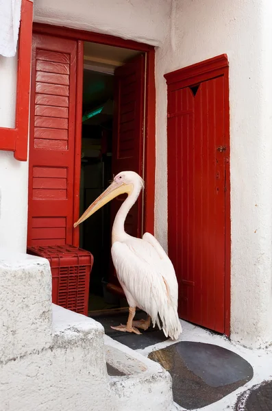 stock image Famous pelican from the island of Mykonos,