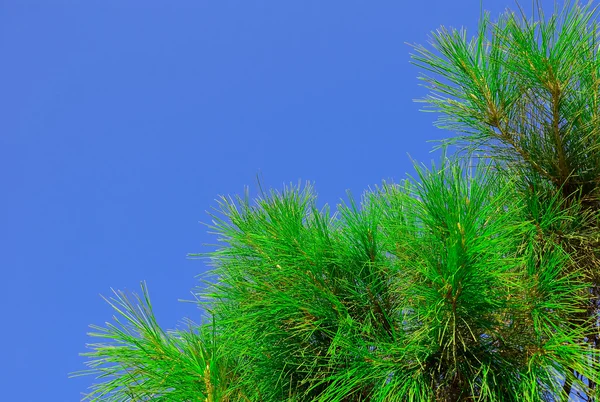 푸른 하늘에 대 한 소나무의 나뭇가지입니다. 배경. — 스톡 사진