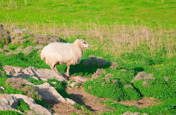 Yeşil çayırlar ortasında bir kayanın üzerinde ram — Stok fotoğraf