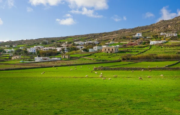 Сельский пейзаж с пастбищами и выпасом овец — стоковое фото