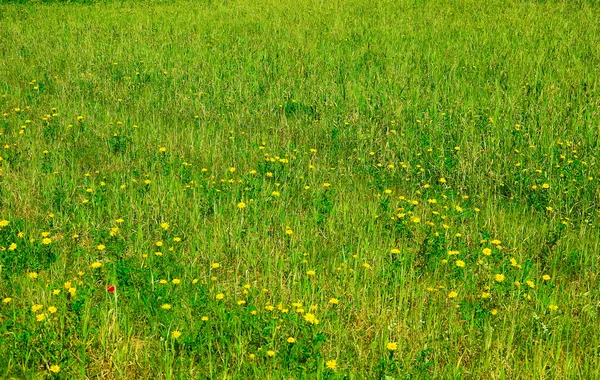 Wiese mit grünem Gras und Wildblumen. Hintergrund. — Stockfoto