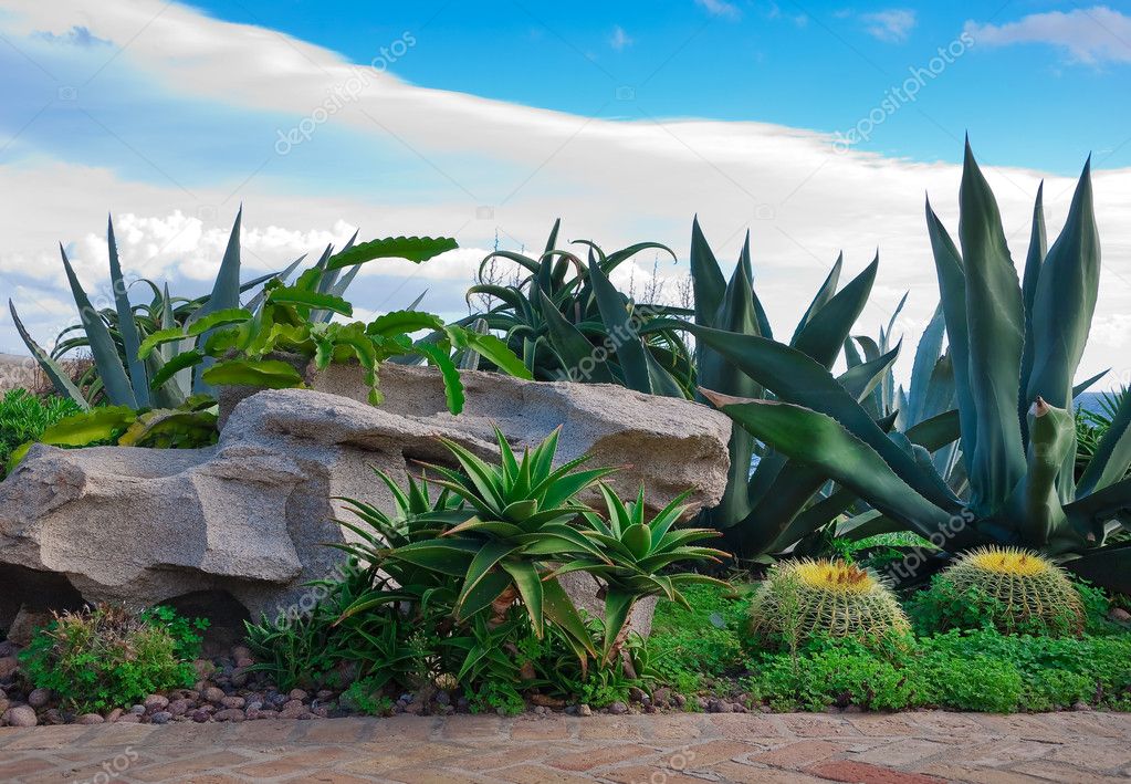 een baksteen pad in de tuin met cactussen, palmbomen tegen de blauwe