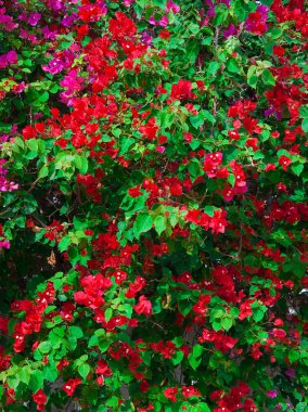Red Pink blooming bougainvilleas with green foliage clipart