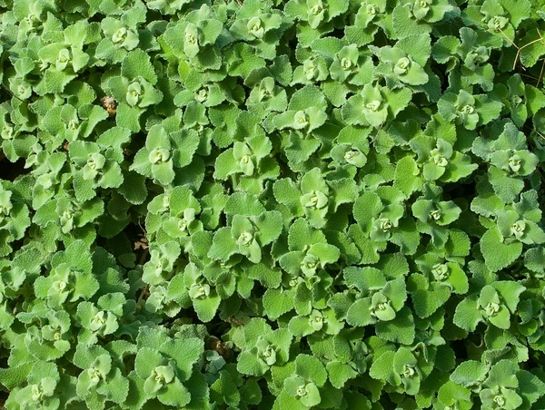 Jeunes feuilles vertes - arrière-plan — Photo