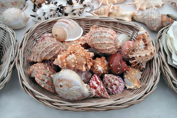 stock image Seashells for selling.