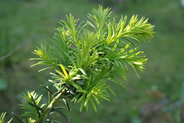 Yew tree (Taxus cuspidata). — Stock Photo, Image