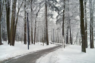 frost kış ağaçlarda hoarfrost.