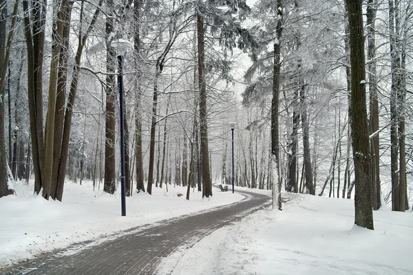 Rimfrosten på träden i frost vinter. — Stockfoto