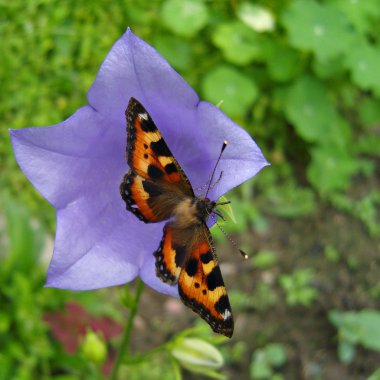 Butterfly Nymphalis urticae. clipart