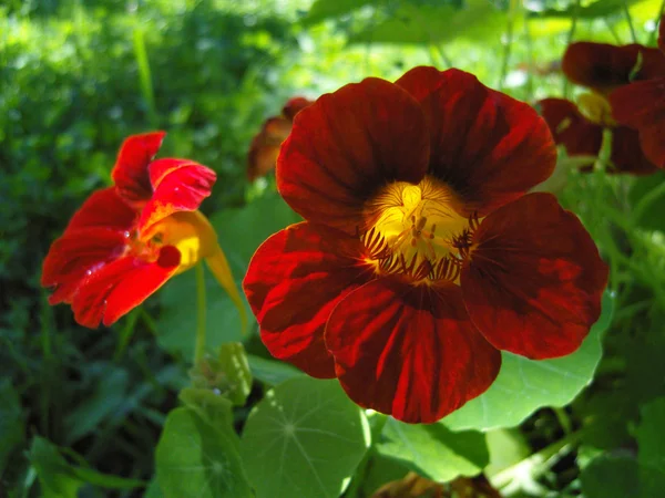 Цветы Настурция Tropaeolum — стоковое фото
