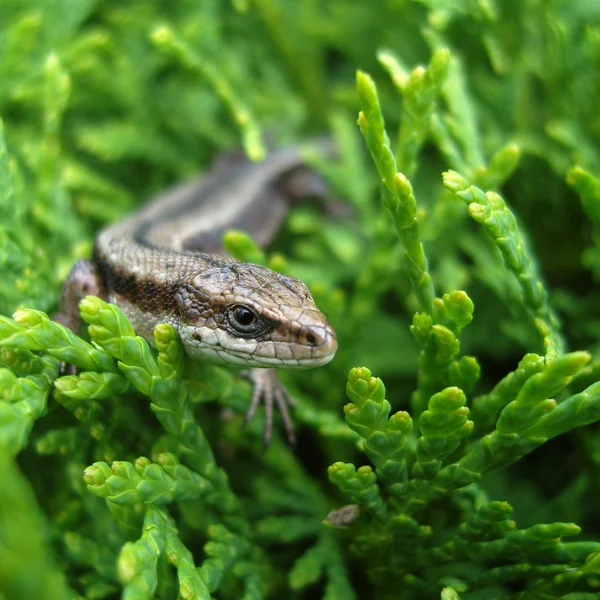 Small Lizard Sitting Green Bush — Stock Photo, Image