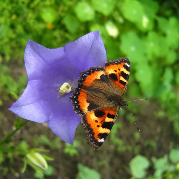 Butterfly Nymphalis Urticae Sitting Bluebell Flower — Stock Photo, Image